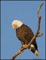 _0SB8858 american bald eagle